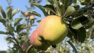 How to Start a Community Food Garden